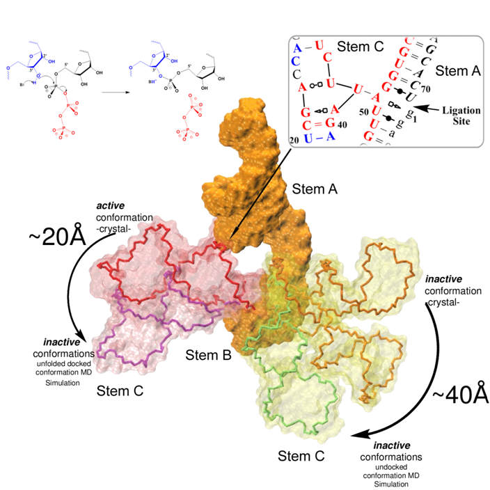 RNA Structure, Folding, and Catalysis